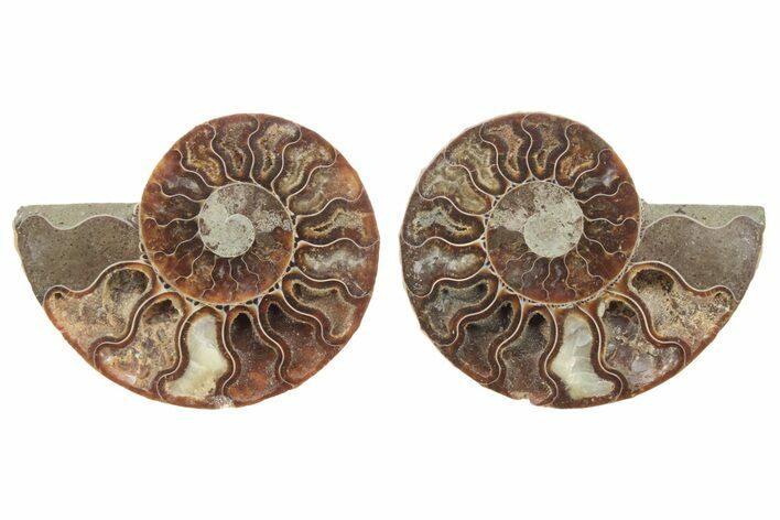 Cut & Polished, Agatized Ammonite Fossil - Madagascar #223133
